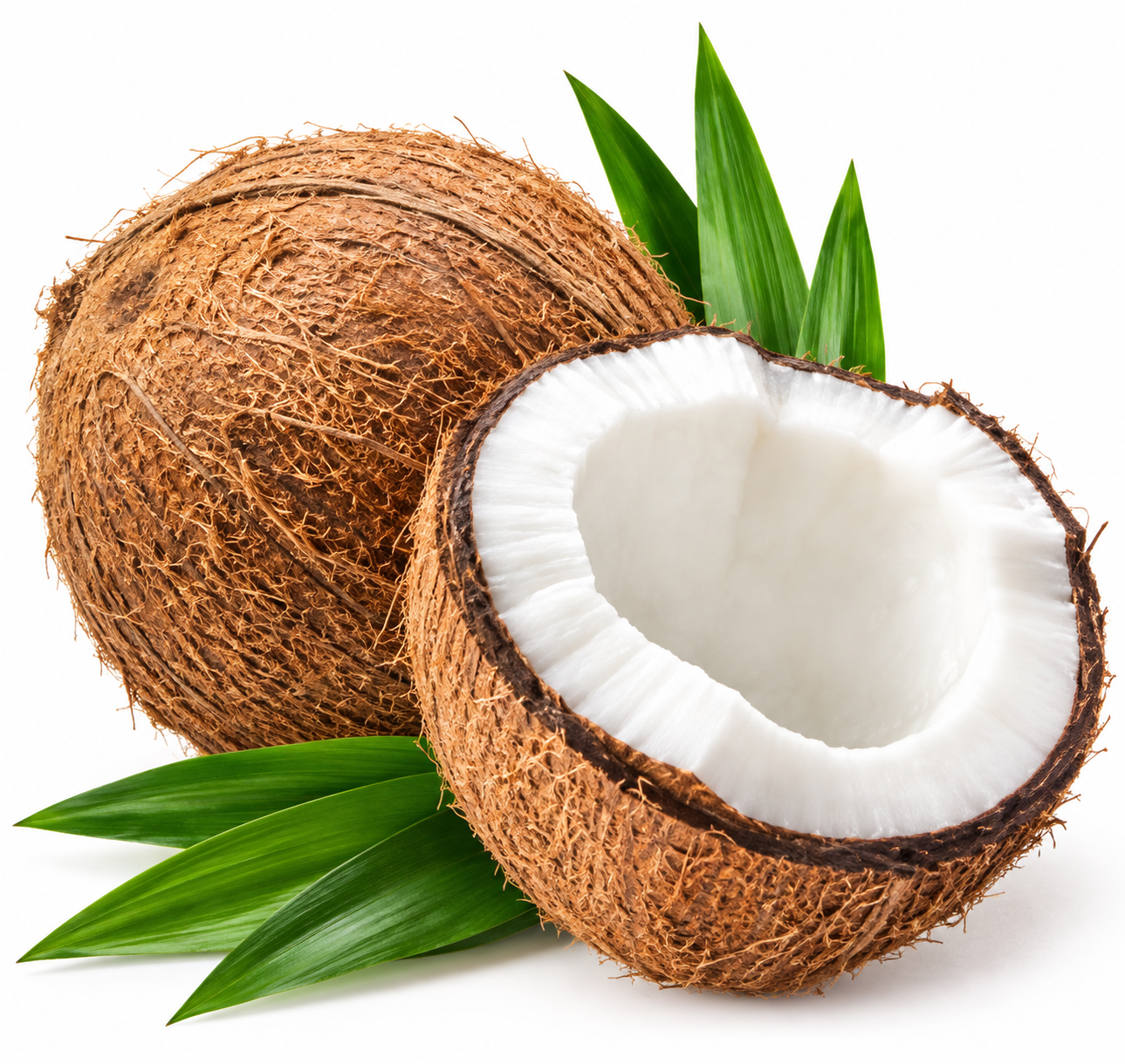 Coconut Large